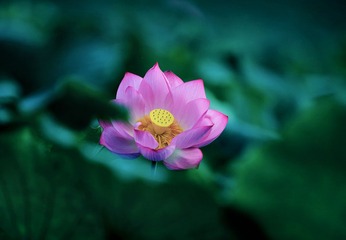 DPP_0489-1-1