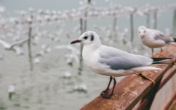 IMG_1115-编辑