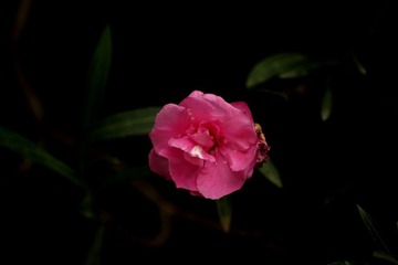 _DSC7181.jpg