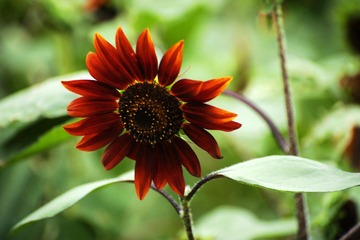 _DSC7224.jpg