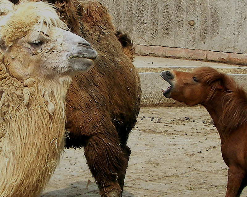 饿死骆驼比马大 br />