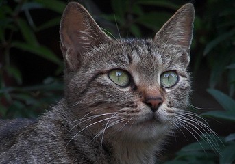 猫儿眼