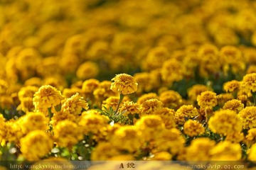 IMG_1310.jpg