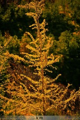 IMG_1276.jpg