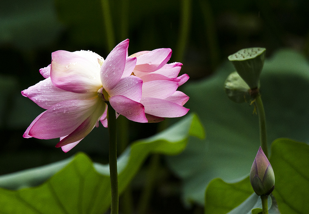 并蒂莲初夏荷绽满屏皆莲花藕花深处田田叶叶上双双并蒂莲
