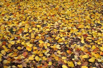 DSC00131.JPG