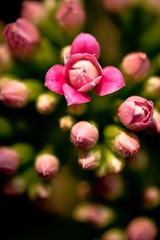 IMG_4585.jpg