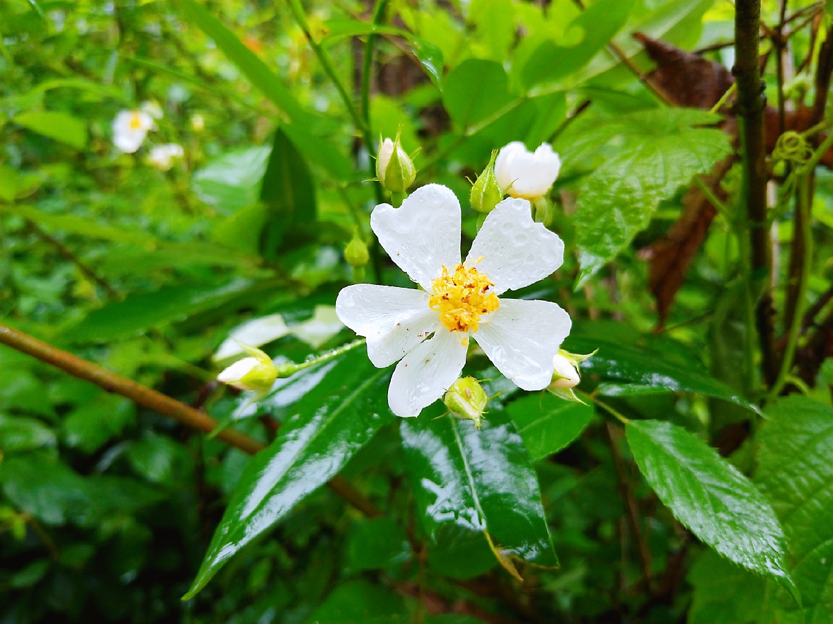 雨后- 枫玄imp - 图虫