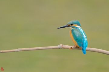 867559