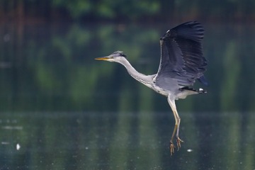 599556