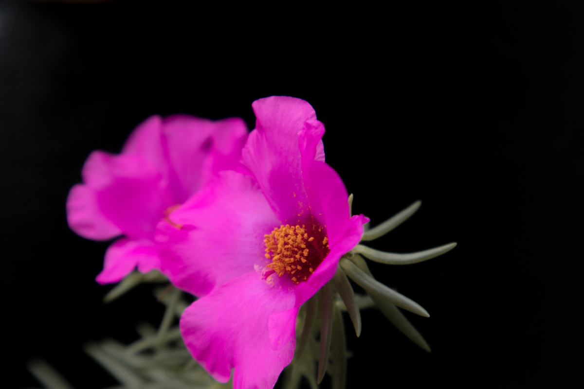 小风吹呀吹小花开呀开心情飘呀飘