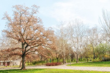 Budapest-tree