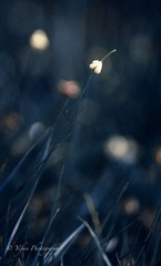 DSC_1902-3-2.jpg