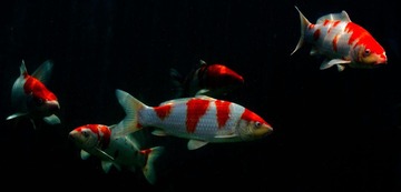 IMG_0036.jpg