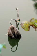 IMG_0107.jpg