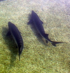 IMG_0026.jpg