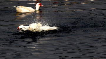 IMG_4984.jpg