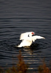 IMG_4988.jpg