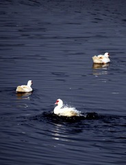 IMG_5009.jpg