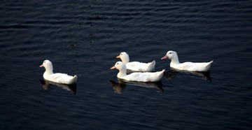 IMG_5044.jpg