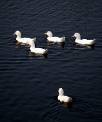 IMG_5048.jpg