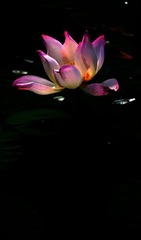 IMG_4713.jpg