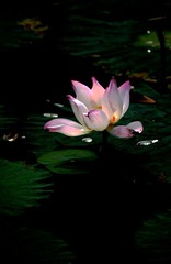 IMG_4712.jpg