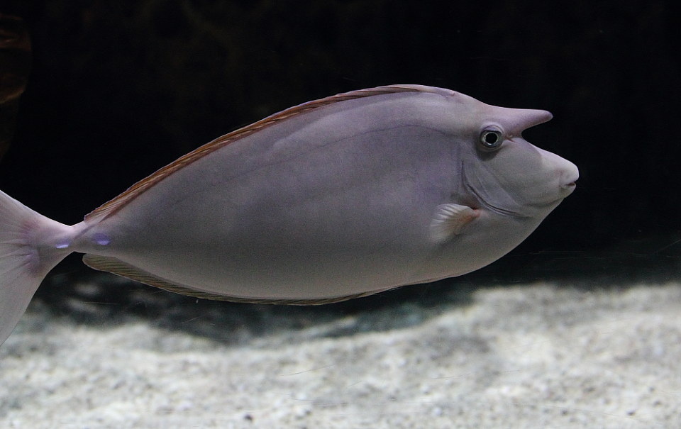  登录短吻鼻鱼 发布于  11年8月16日         2011-08-14 13