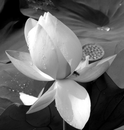 让人百感交集的白荷花_dsc0872