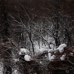 荒野之梦（小样）.JPG