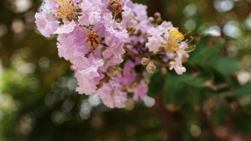P7246082