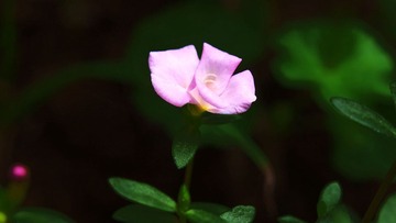 P7246083