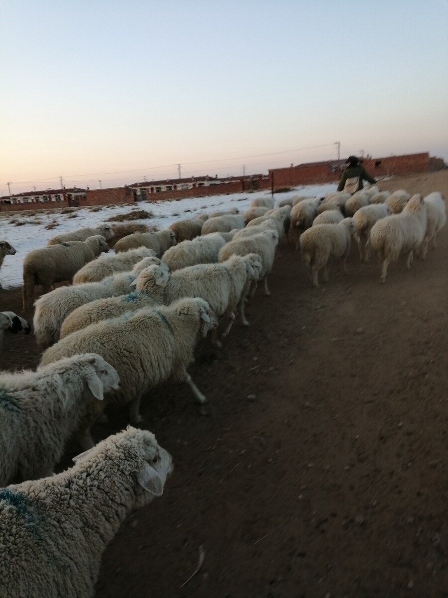 杜泊绵羊养殖视频播放