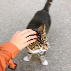驯