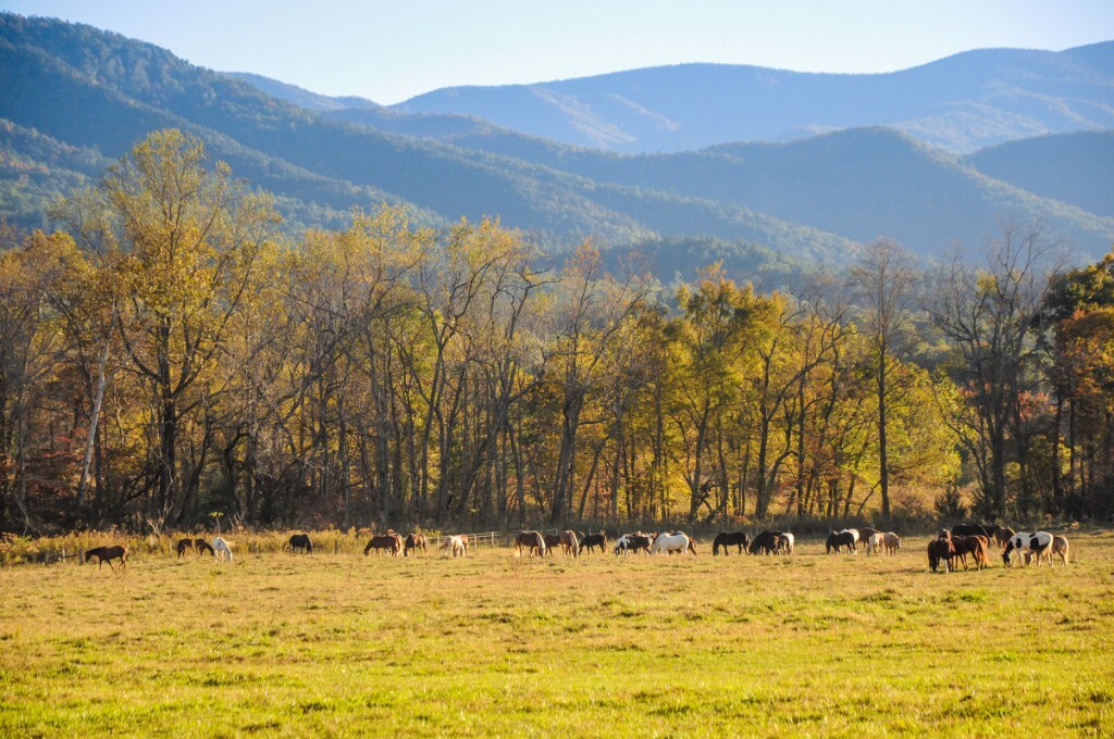 Great Smoky Mountains