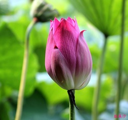 映日荷花