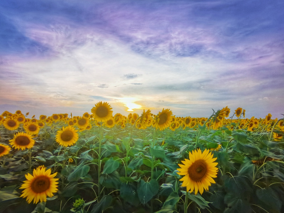 长征农场边上有一片向日葵的花海