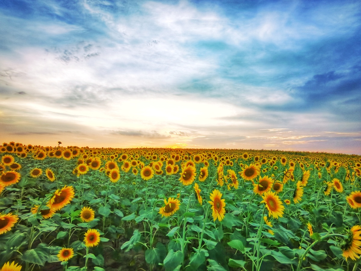 长征农场边上有一片向日葵的花海