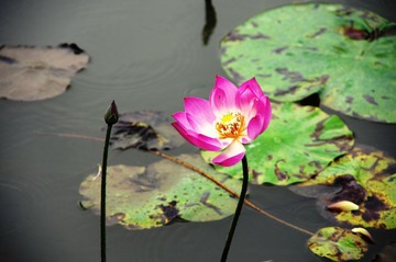 俯身独绽