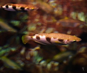 IMGP1315.JPG