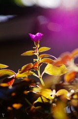 IMGP1031_