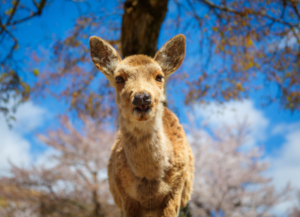 春日里樱花树下流口水的奈良小鹿