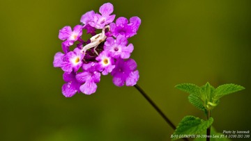 小花