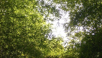 R0039212-c.jpg