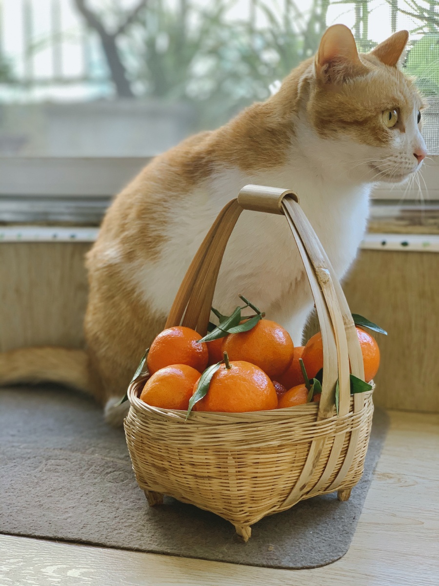 橘猫与橘子