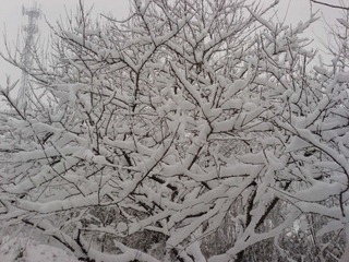 雪