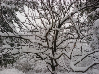 雪