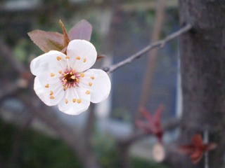 我爱花花