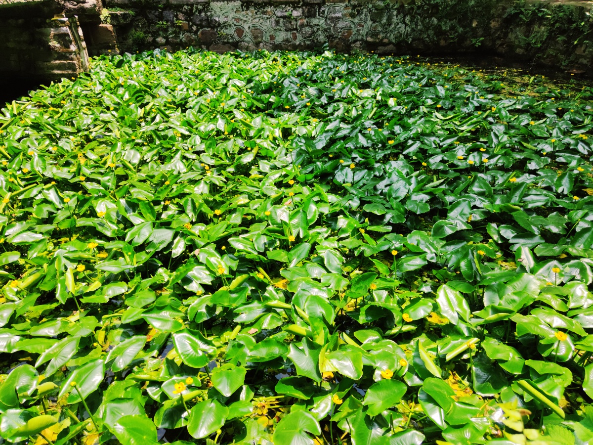 1/116#水生植物草本植物草本睡莲叶萍蓬草睡莲花黄金莲水鳖萍蓬莲水藻
