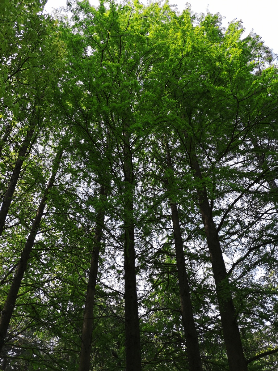 水杉落叶大乔木